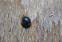 Oak Scymnus
