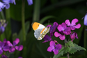 Orange Tip