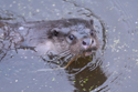 Otter