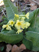 Oxlip