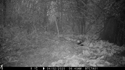 Polecat