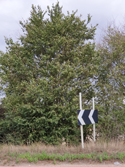 Peninsula Elm