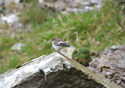 Pied Flycatcher