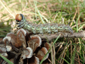 Pine Hawkmoth