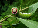 Puss Moth