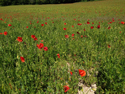 Poppies