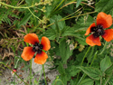 Prickly Poppy