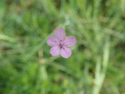 Proliferous pinks