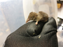 Pygmy Shrew