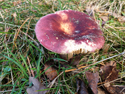 Purple Brittlegill
