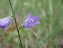 Rampion Bellflower