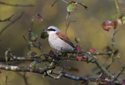 Red Backed Shrike