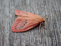 Rosy Footman