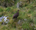 Red Grouse