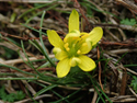 Radnor lily