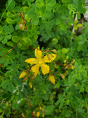 Round leaved St Johns wort