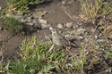 Rock Pipit