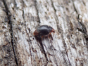 Red Rumped Scymnus