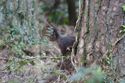 Red Squirrel
