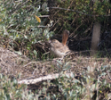 Rufous-tailed scrub robin