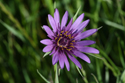 Salsify