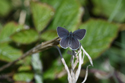 Small Blue
