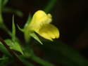 Small Cow Wheat