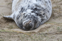 Grey Seal