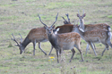 Sika