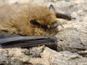 Soprano Pipistrelle