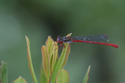 Small Red Damselfly