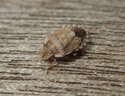 Sciocoris sideritidis
