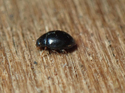 Schmidt's scymnus