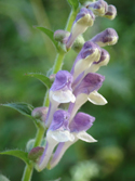 Somerset Skullcap