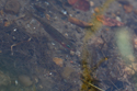 Three spined stickleback