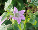 Smaller Tree Mallow
