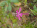 Sweet William Catchfly