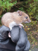 Wood Mouse