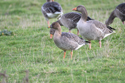 Tundra Bean Goose