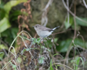 Taiga Flycatcher