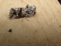 Toadflax Brocade