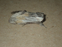 Tawny Prominent
