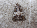 Varied Coronet