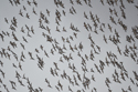 Waders