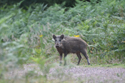 Wild Boar