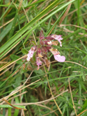 Wall Germander