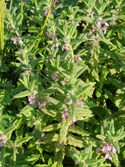 Water Germander