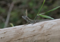 Wall Lizard