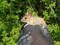 Wood Mouse