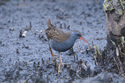 Water Rail